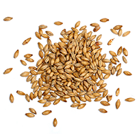 ingredients_transparent_03 https://brouwerijoudeland.nl/wp-content/uploads/2017/05/ingredients_transparent_03.png